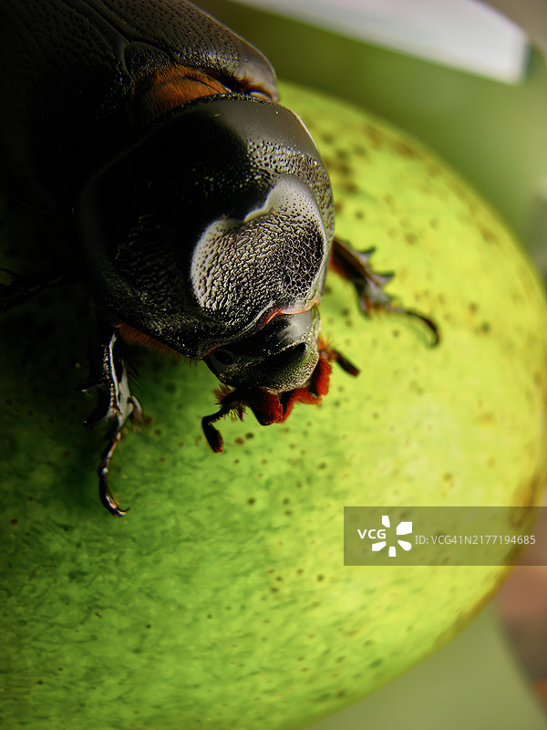 椰子犀金龟，静立于柔和的绿色背景前图片素材
