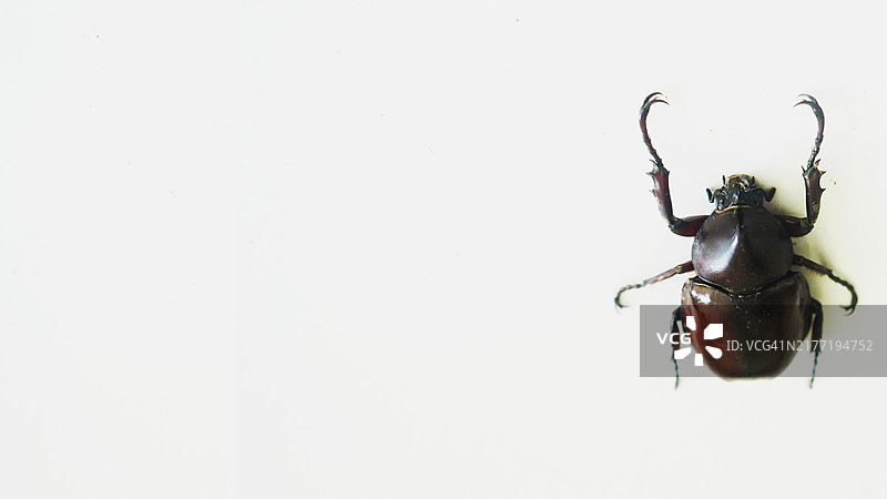 长腿的大型棕色甲虫图片素材