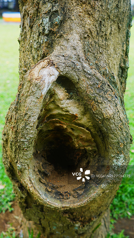 树干上的洞特写图片素材