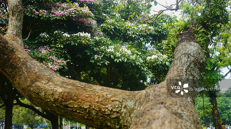 以鲜花为背景的树干图片素材