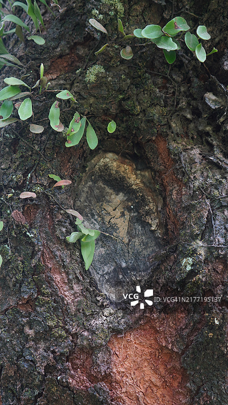 带绿叶的树皮图片素材