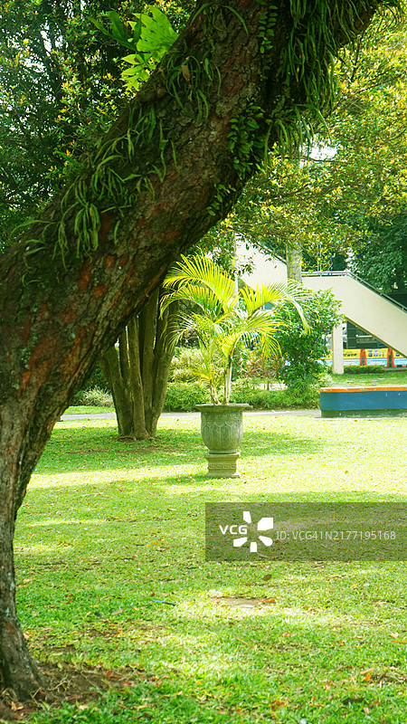 城市公园里的树木和盆栽绿色植物图片素材