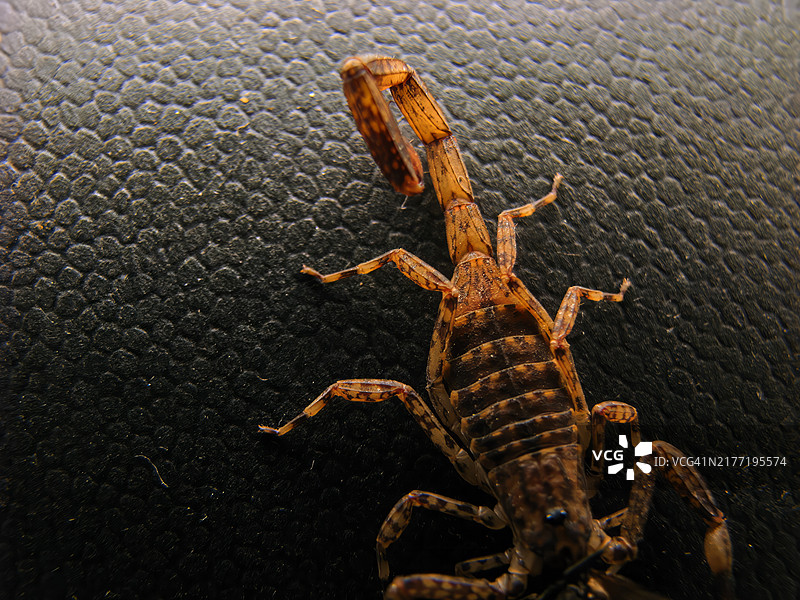 小褐蝎（Isometrus maculatus）栖息在黑色人造革上图片素材