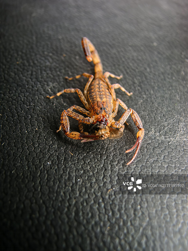 小褐蝎（Isometrus maculatus）栖息在黑色人造革上图片素材
