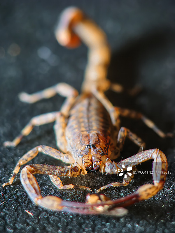 小褐蝎（Isometrus maculatus）栖息在黑色人造革上图片素材