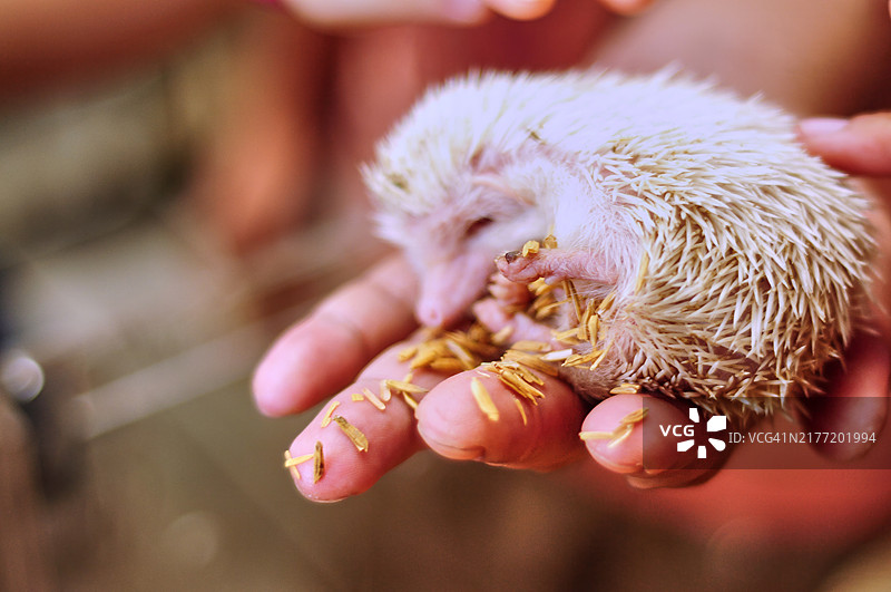 一只刺猬（Erinaceus europaeus）在人的手上休息图片素材