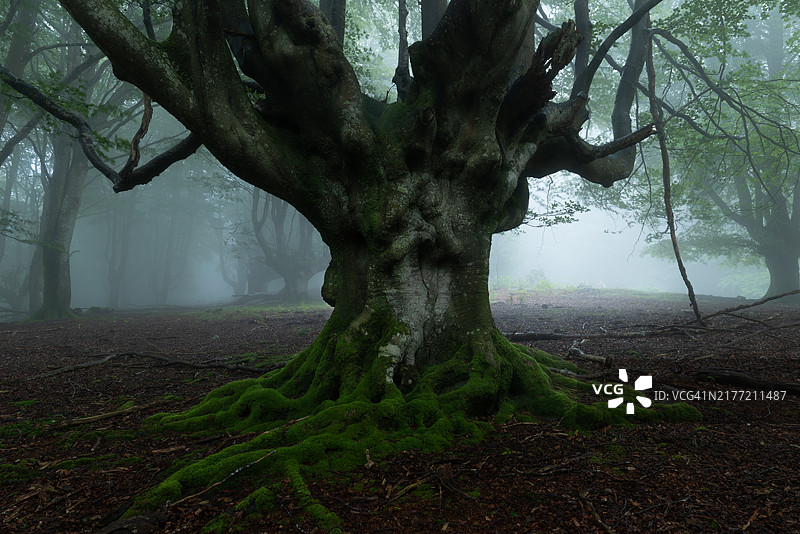 黑暗森林中的古树图片素材