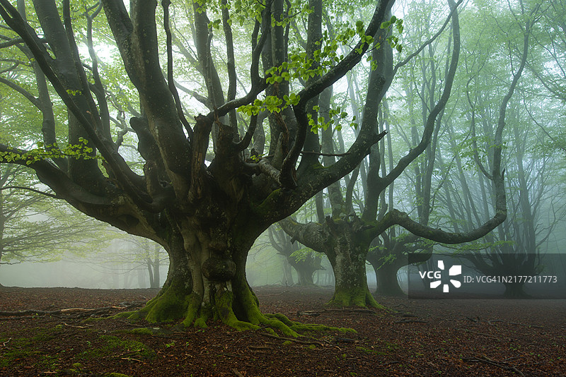 戈尔贝亚自然公园的古树图片素材