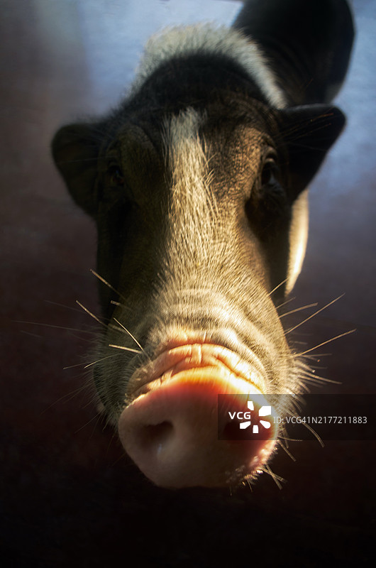 柔光下的猪脸特写图片素材