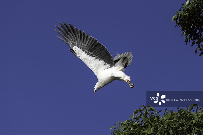 白腹海雕起飞捕食图片素材
