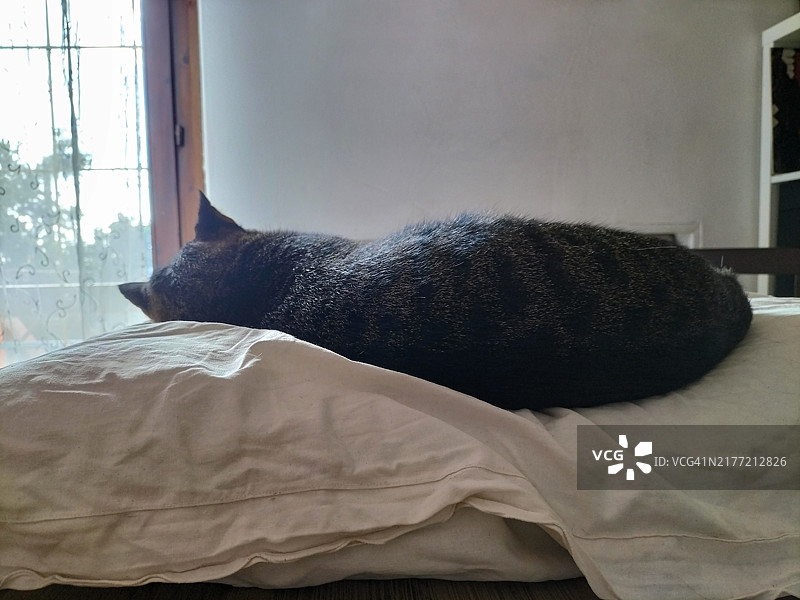 猫咪的背影图片素材