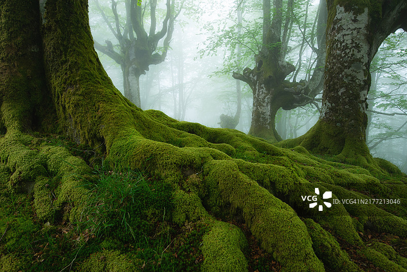 黑暗森林中的古树图片素材