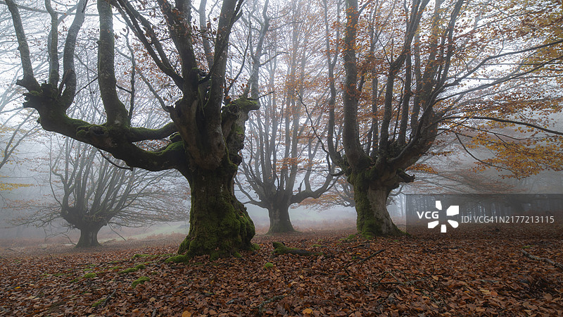清晨薄雾中的巴斯克乡村秋日森林，乌尔基奥拉自然公园图片素材