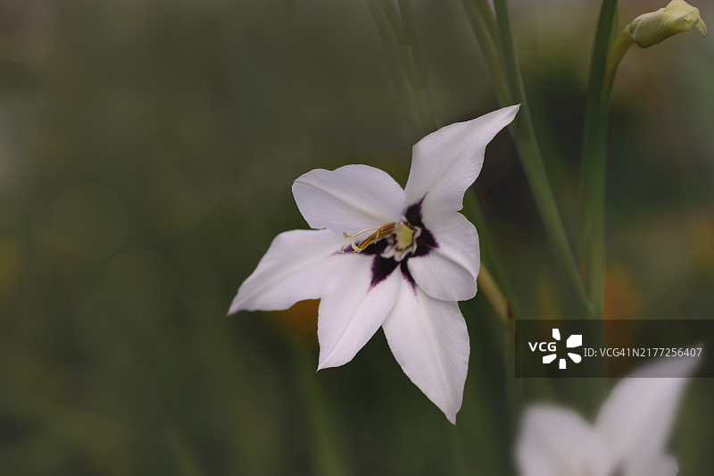 鸳鸯兰在傍晚的阳光下单朵绽放图片素材