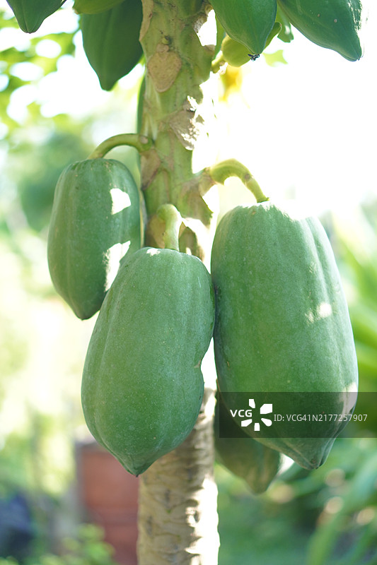 木瓜水果图片素材