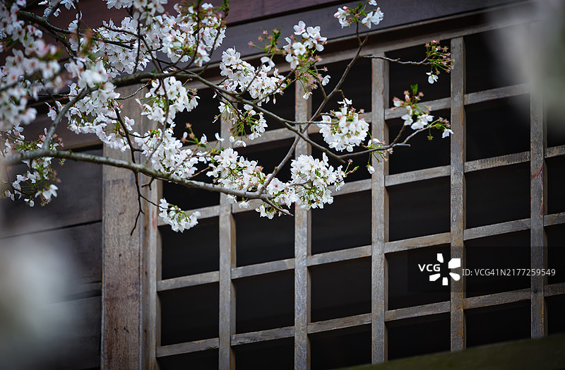 白色樱花图片素材