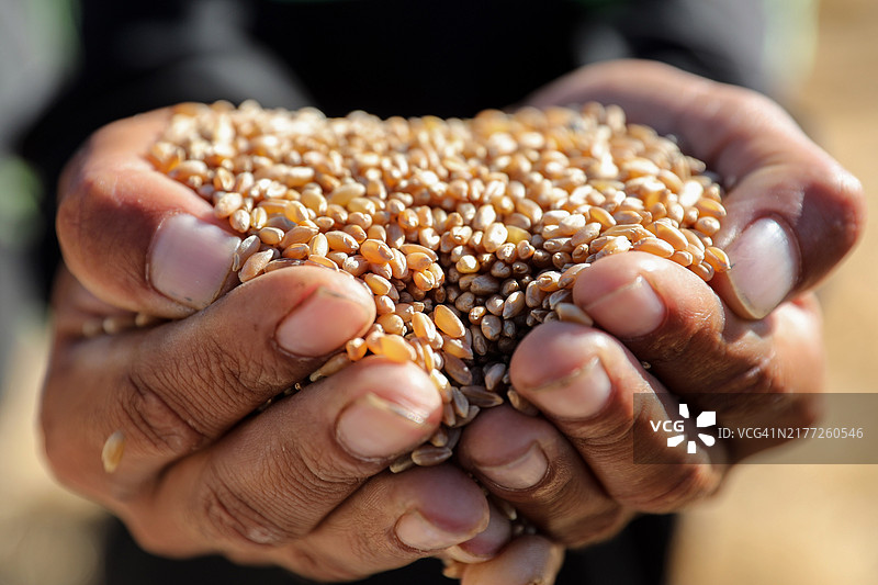 一名工人手持收获的麦粒图片素材