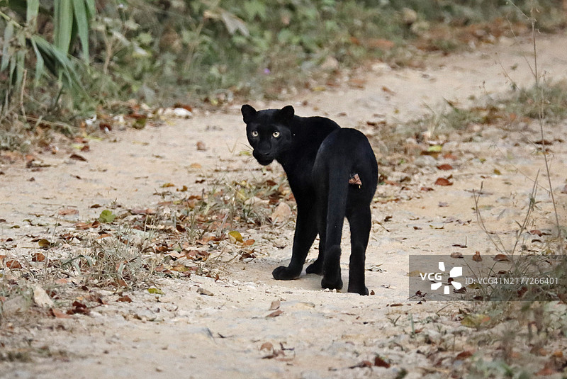黑豹走在森林道路上回头看图片素材