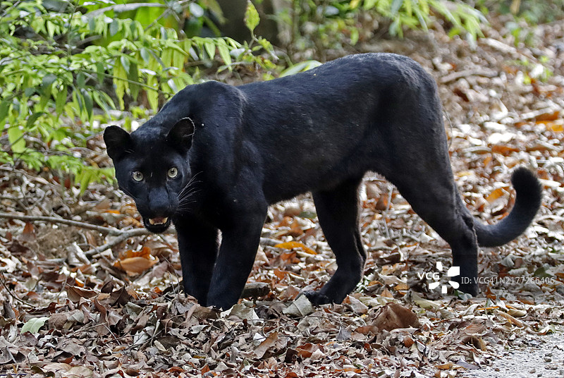 黑豹站在满是落叶的地面上特写图片素材
