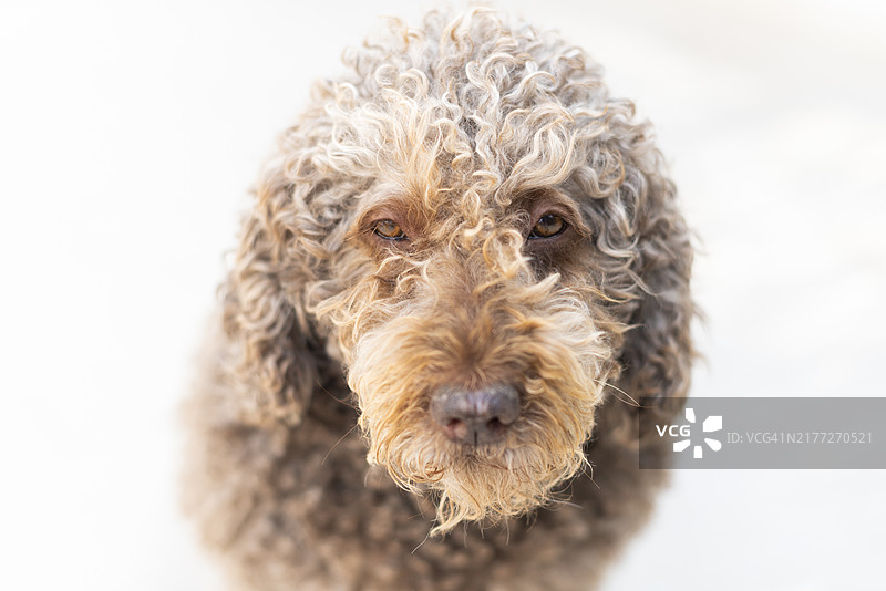 狗狗看着镜头图片素材