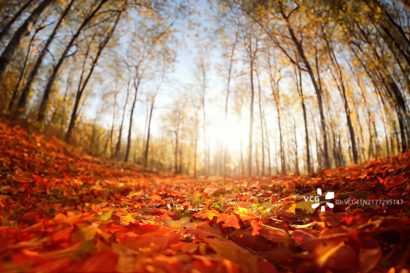 秋天的色彩图片素材