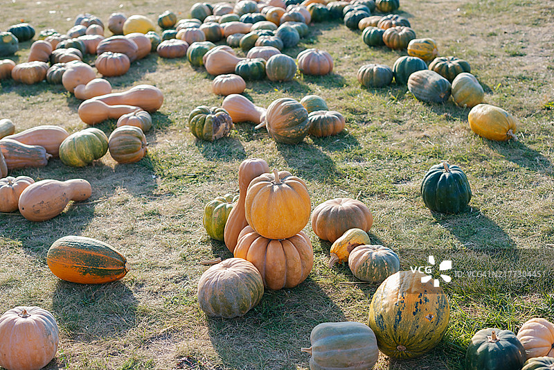 花园里的南瓜：秋收与万圣节图片素材