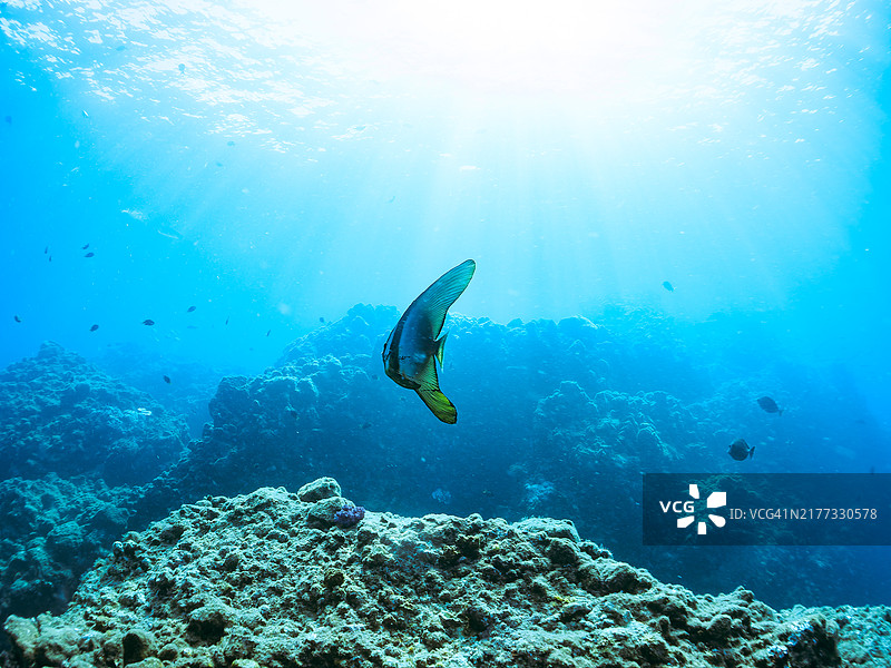 一对美丽的蝙蝠鱼，日本静冈县图片素材