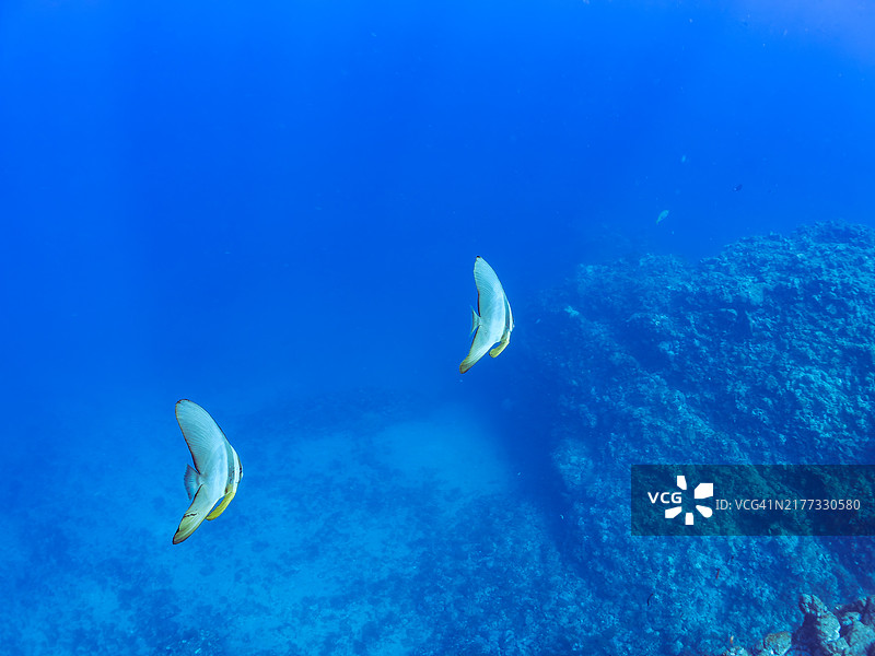 一对美丽的蝙蝠鱼，日本静冈县图片素材