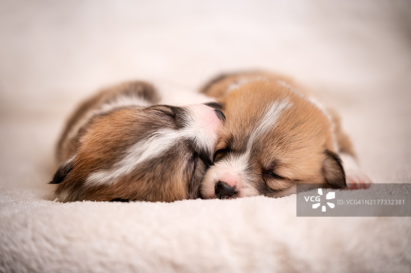 两只依偎在白色毯子上睡觉的小狗图片素材