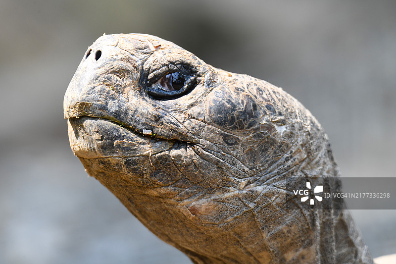 巨型乌龟头部图片素材
