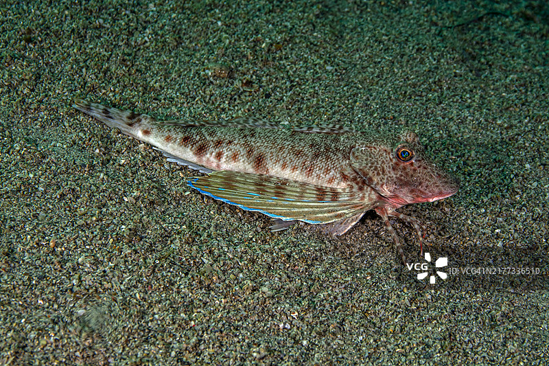 带尾海鲂图片素材