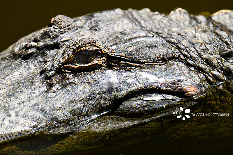 鳄鱼特写图片素材
