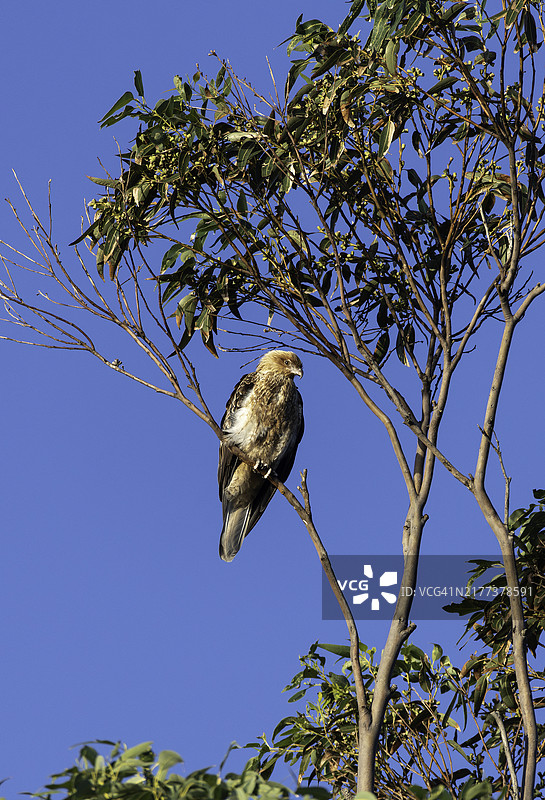 栖息的棕色猎隼，布德里国家公园图片素材