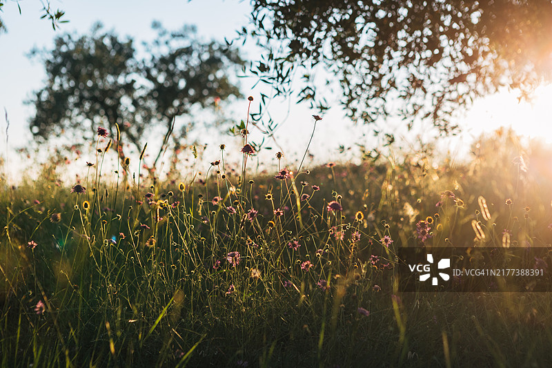 阳光穿过野花草地图片素材