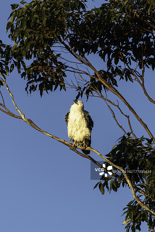 白腹海雕抖动羽毛，在潜水后晾干身体图片素材