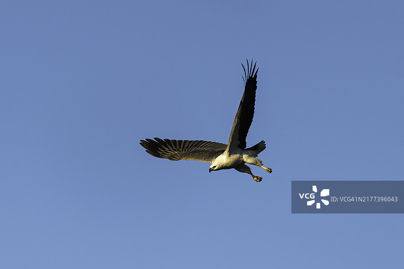 白腹海雕起飞捕食图片素材