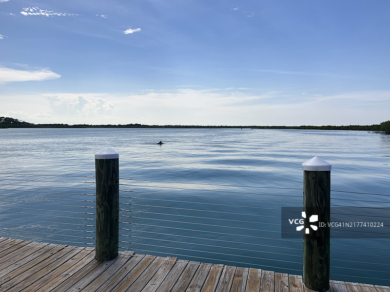 从庞塞入口处看在哈利法克斯河平静水域中游泳的海豚图片素材