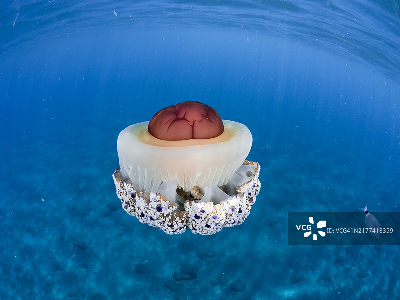 地中海油炸蛋黄水母图片素材