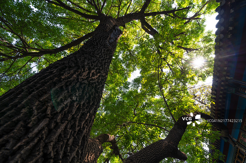 阳光下的雄伟树冠，位于历史悠久的中国宫殿图片素材