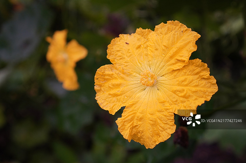 黄色花朵和西葫芦图片素材