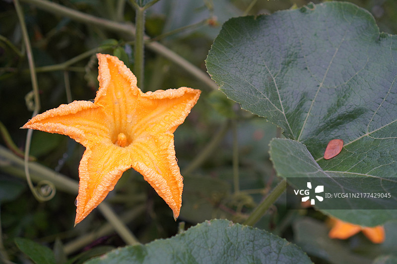 黄色南瓜花图片素材