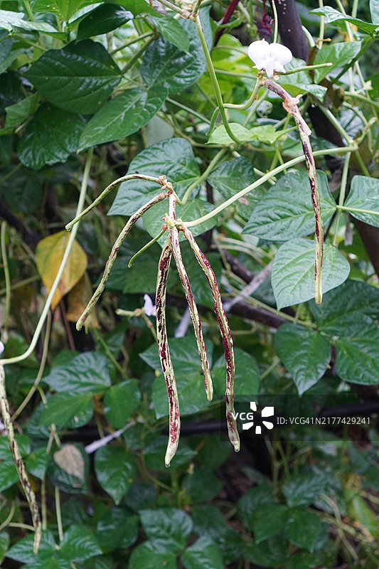 豇豆，家豆，长豆，生长在自然背景中的花园里，生鲜蔬菜，生长中的食物，豆科，绿豆，Canavalia ensiformis图片素材