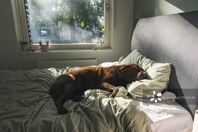 巧克力色拉布拉多犬在主人床上沐浴晨光图片素材