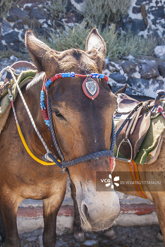 圣托里尼岛：老路上的驴子图片素材