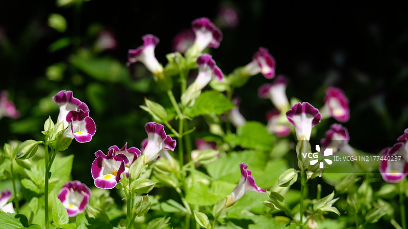 在花园里生长的Torenia花（或蝴蝶草）。据报道，这种花是可食用的，一些厨师用它们作为沙拉的装饰图片素材