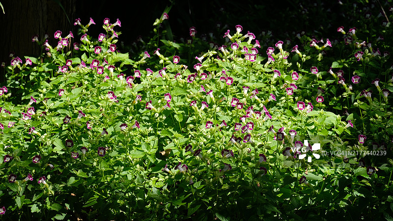 在花园里生长的Torenia花（或蝴蝶草）。据报道，这种花是可食用的，一些厨师用它们作为沙拉的装饰图片素材