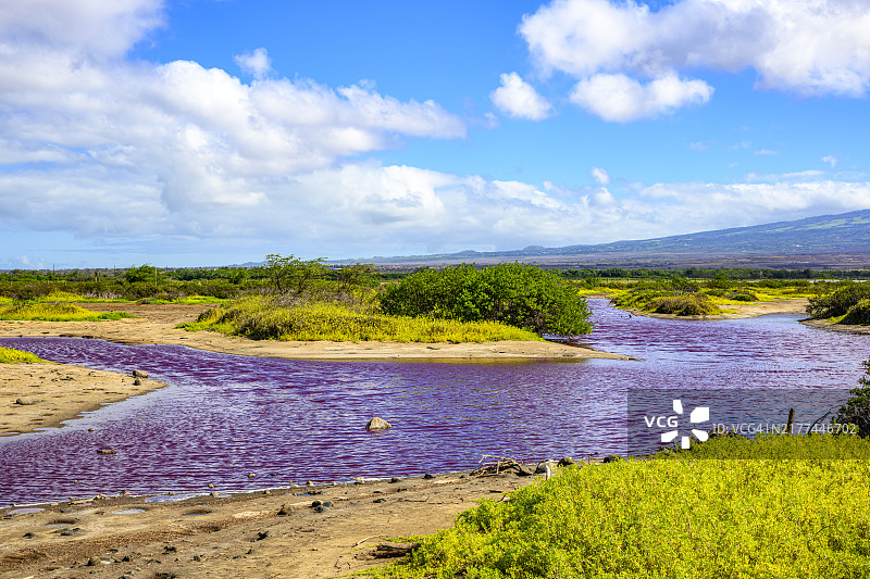 毛伊岛的紫色凯阿利亚池塘图片素材