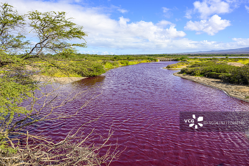 毛伊岛的紫色凯阿利亚池塘图片素材