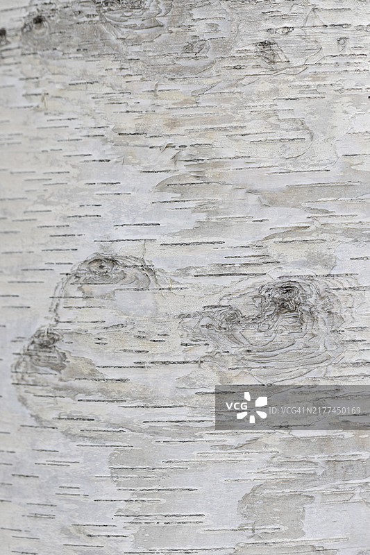 桦树皮纹理特写图片素材