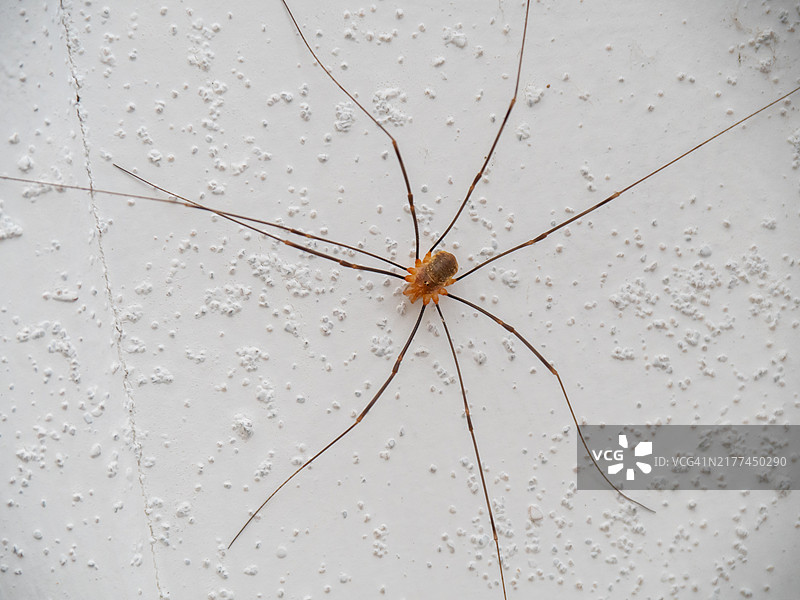 室内墙壁上的长腿蜘蛛特写图片素材